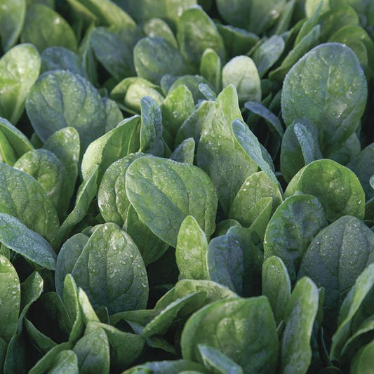 Spinach 'Lakeside'