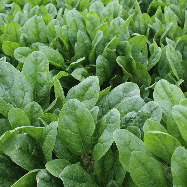 Spinach 'Lakeside'