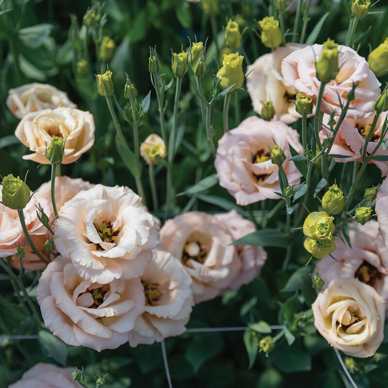 Lisianthus 'LisAdora Apricot III'