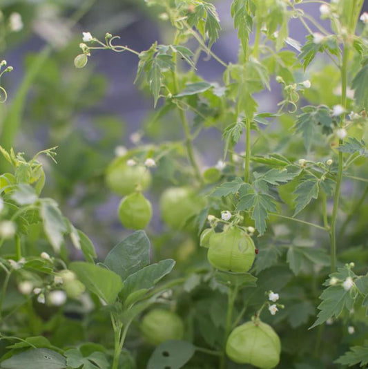 Vine 'Love In A Puff'