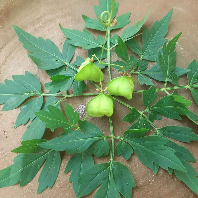 Vine 'Love In A Puff'