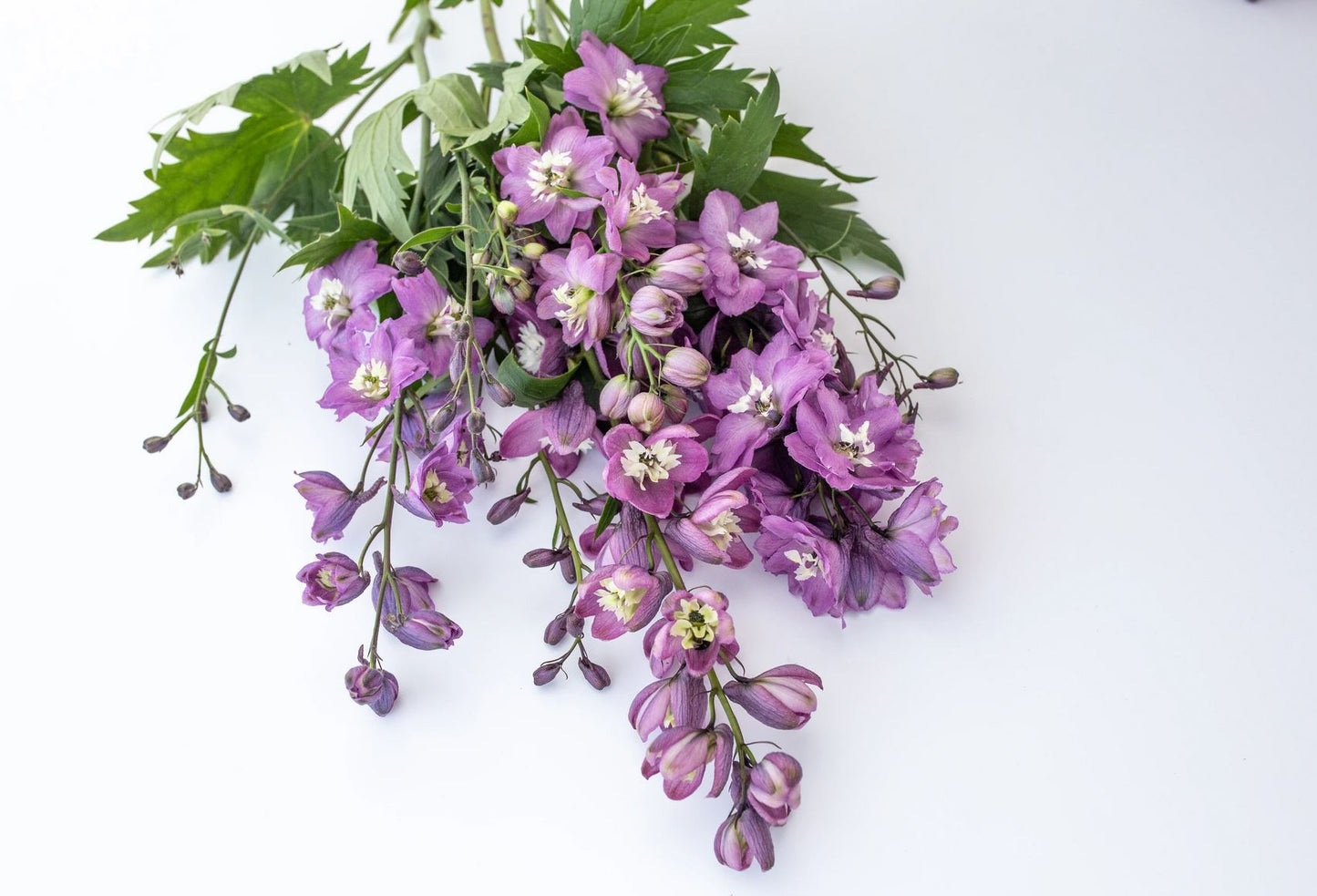 Delphinium 'Magic Fountains Lilac Pink White Bee'
