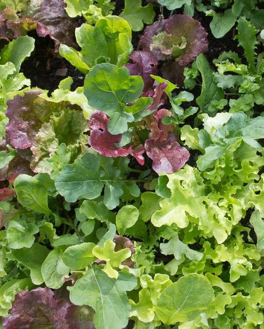 Lettuce 'Market Mesclun Mix'