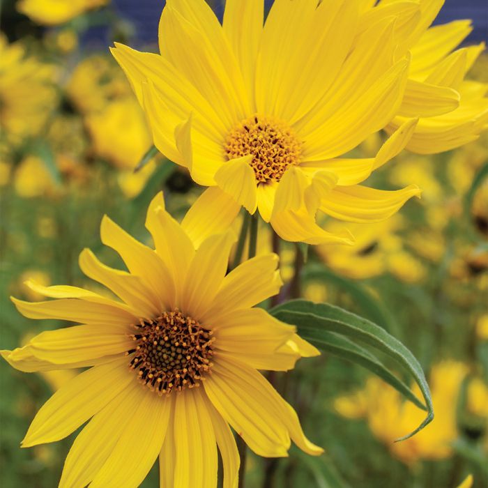 Sunflower 'Maximilian'