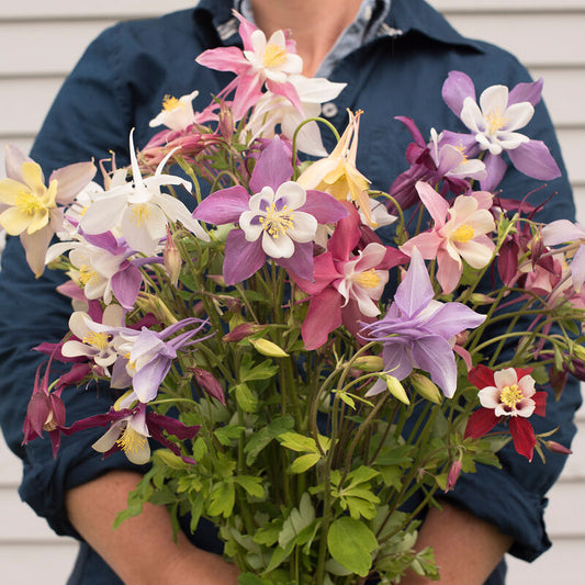 Columbine 'McKana Giants Mix'