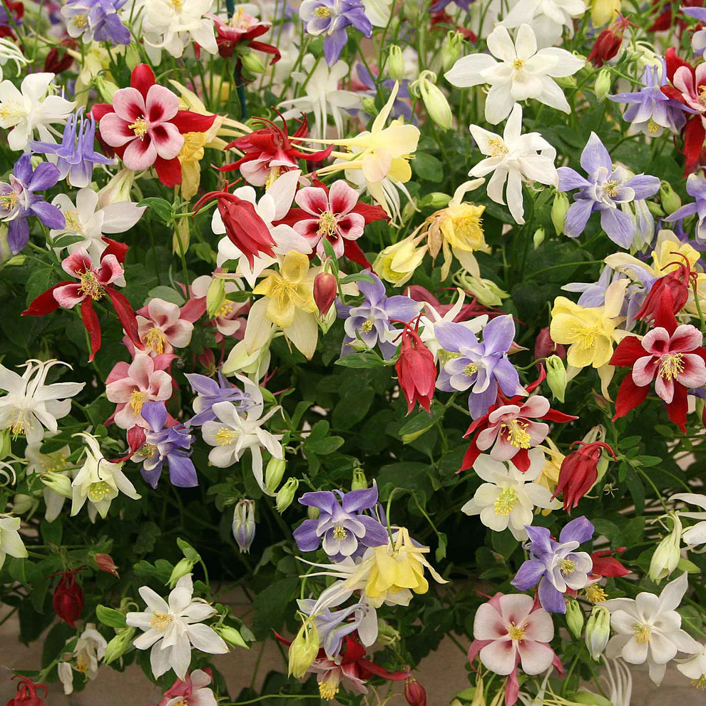 Columbine 'McKana Giants Mix'