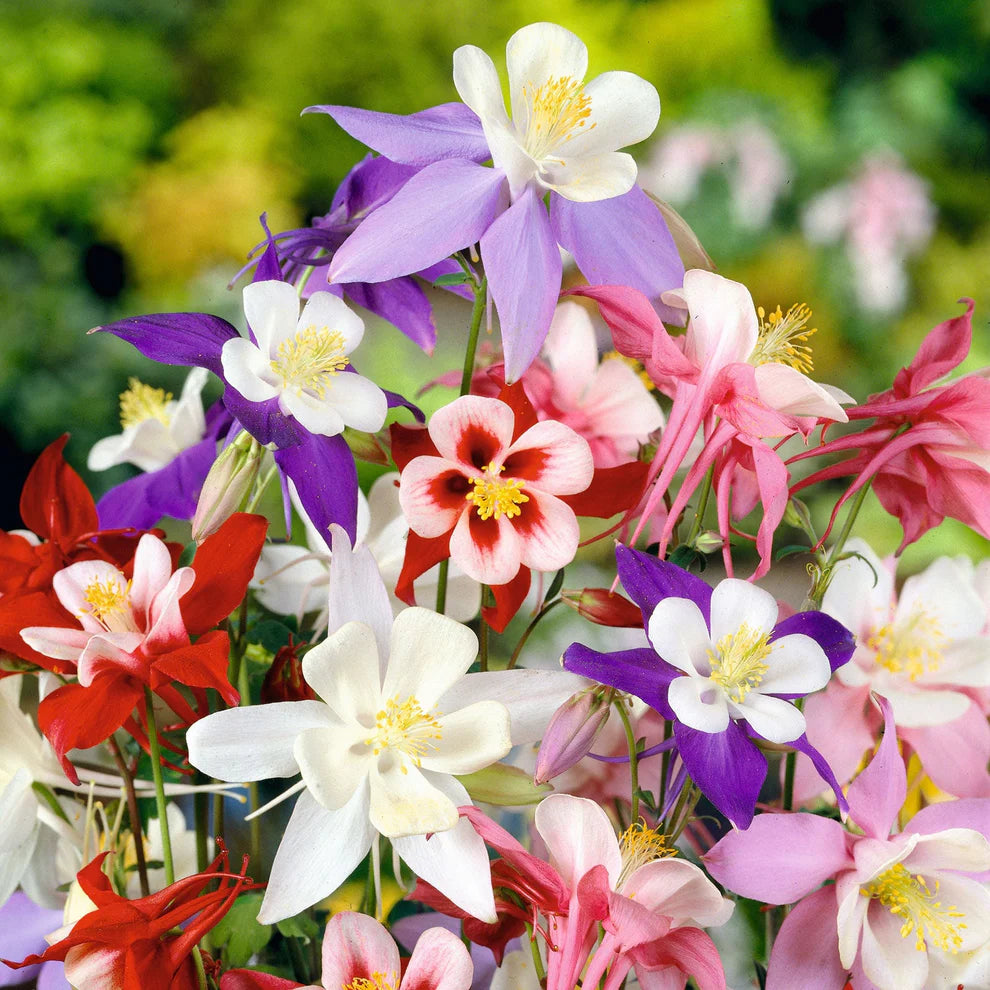Columbine 'McKana Giants Mix'