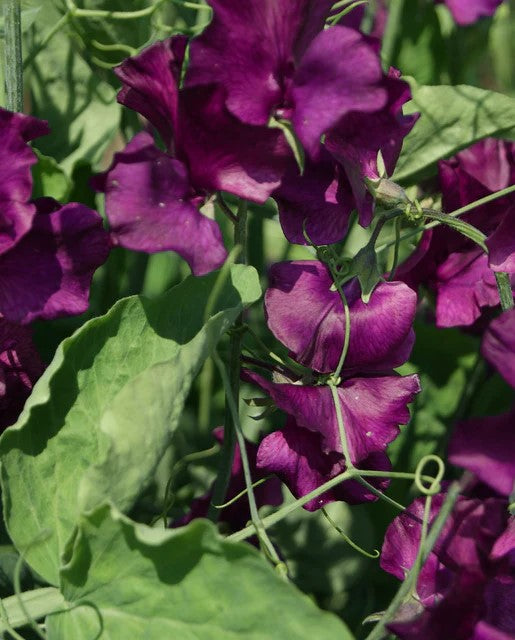 Sweet Pea 'Midnight'