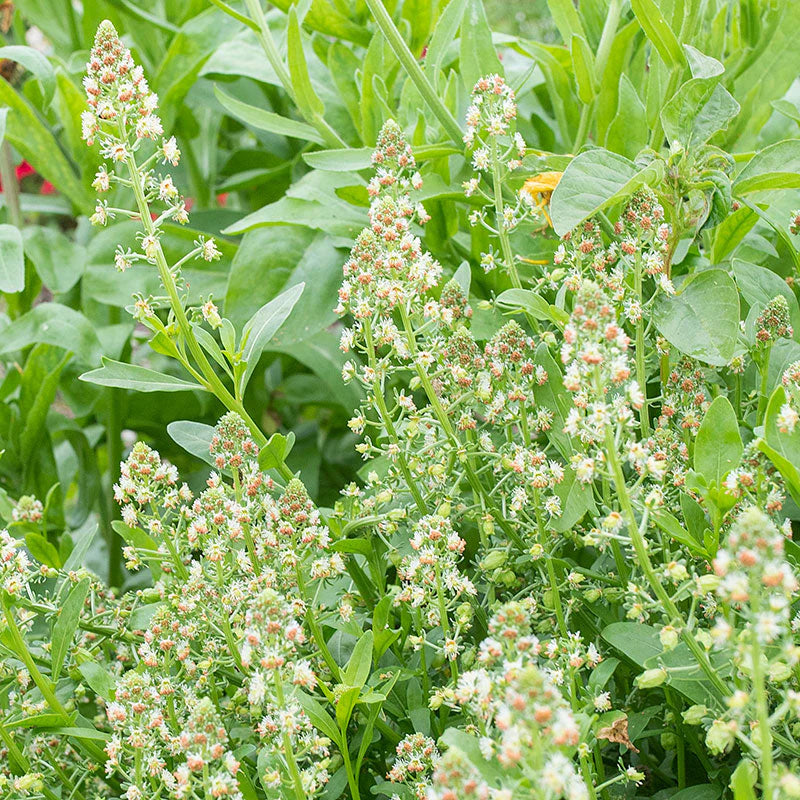 Mignonette 'Ameliorata'