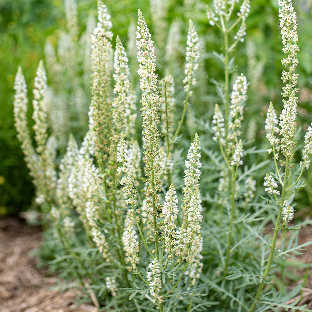 Mignonette 'Ameliorata'
