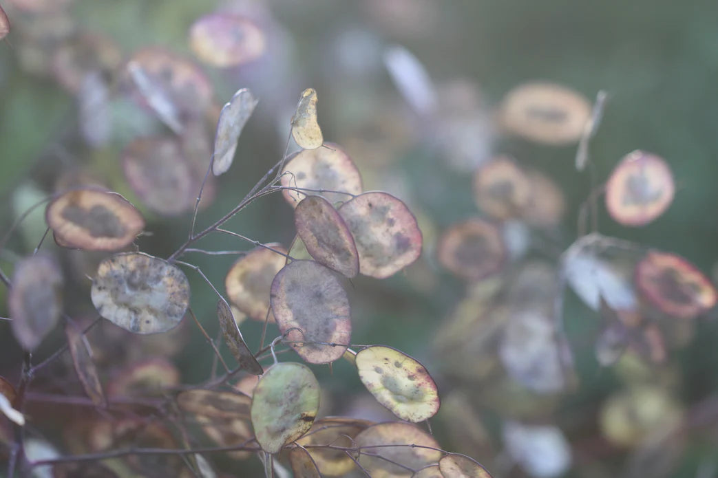 Money Plant 'Silver Dollar'
