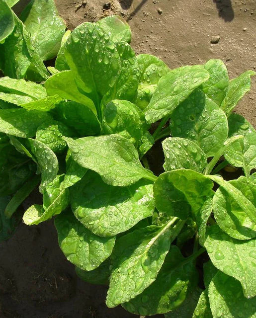 Spinach 'Monstrueux de Viroflay'