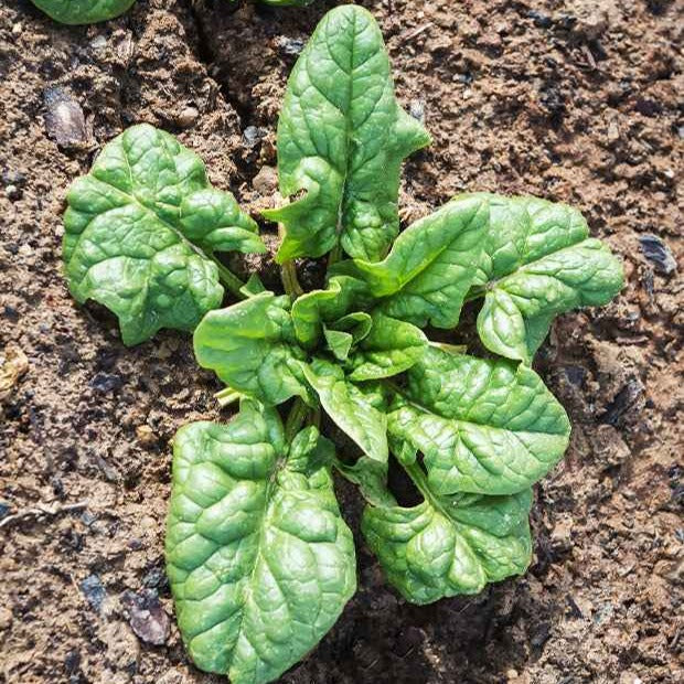 Spinach 'Monstrueux de Viroflay'