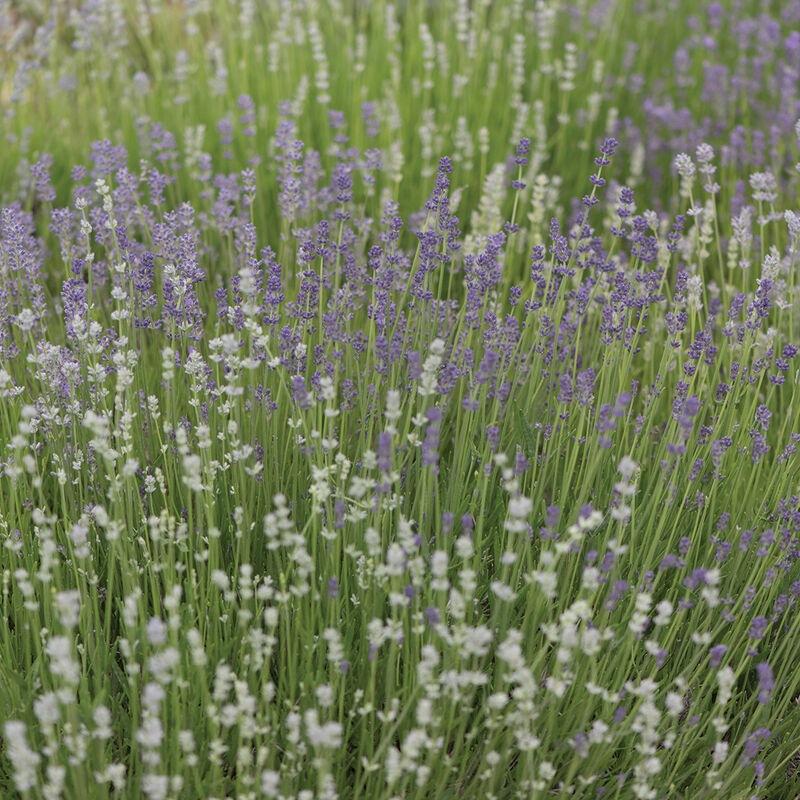 Lavender 'Munstead'