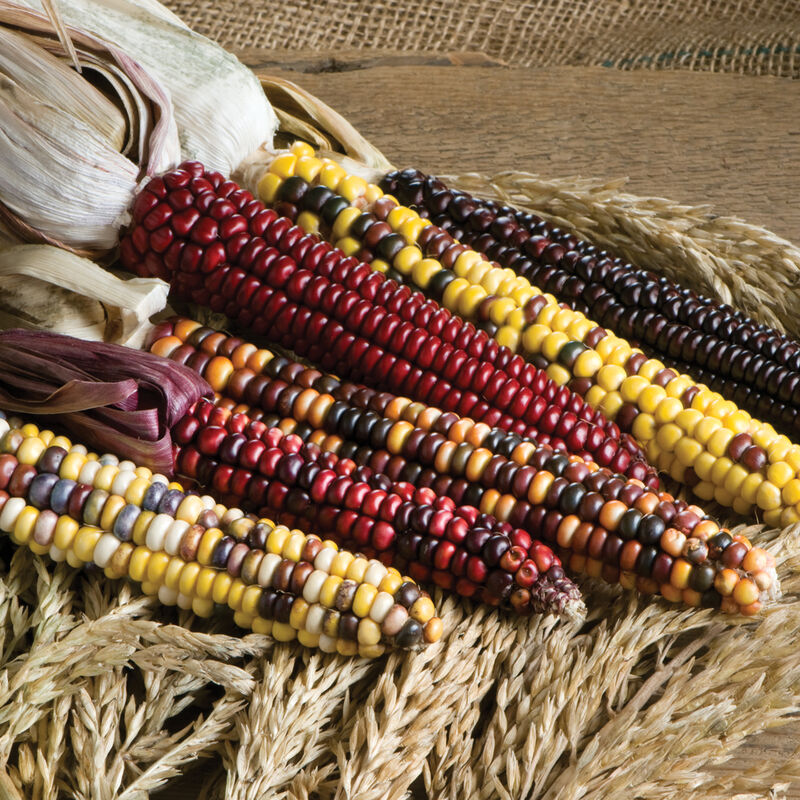 Corn 'Ornamental Mix'