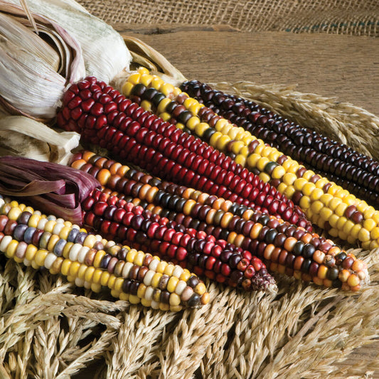 Corn 'Painted Mountain Mix'