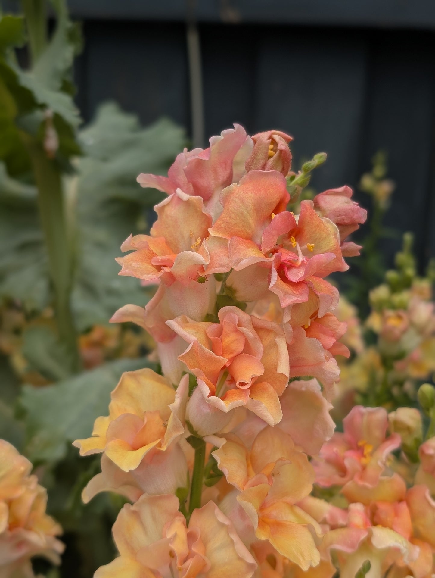 Snapdragon 'Doubleshot Peach'