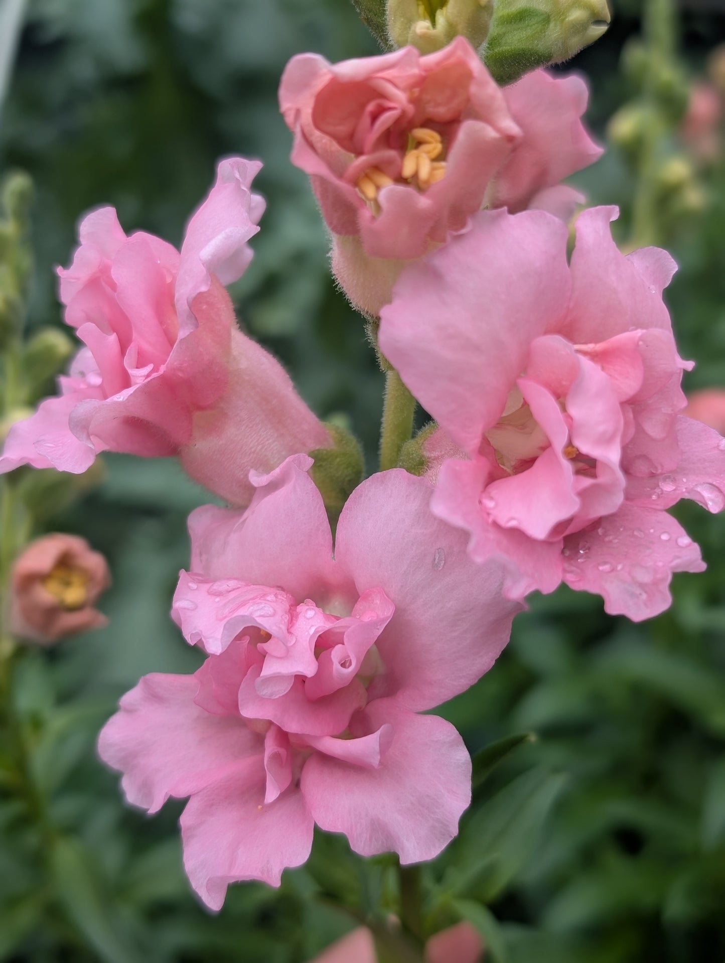 Snapdragon 'Snapstar Pink'
