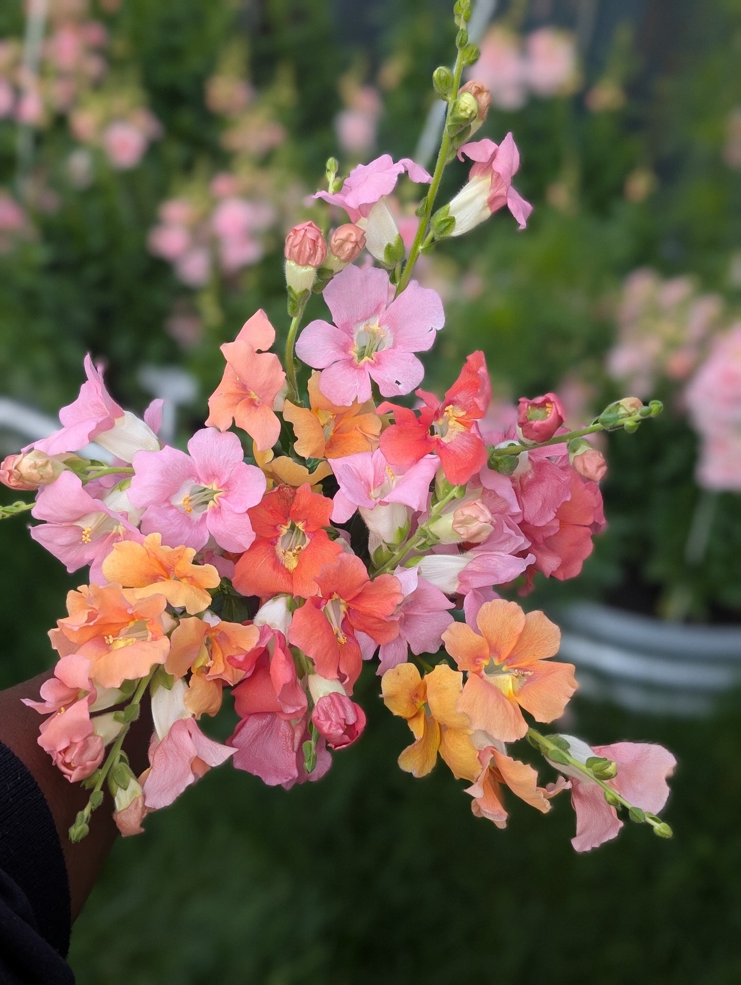 Snapdragon 'Chantilly Sherbet Mix'