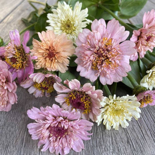 Zinnia 'Cresto Peaches & Cream Mix'