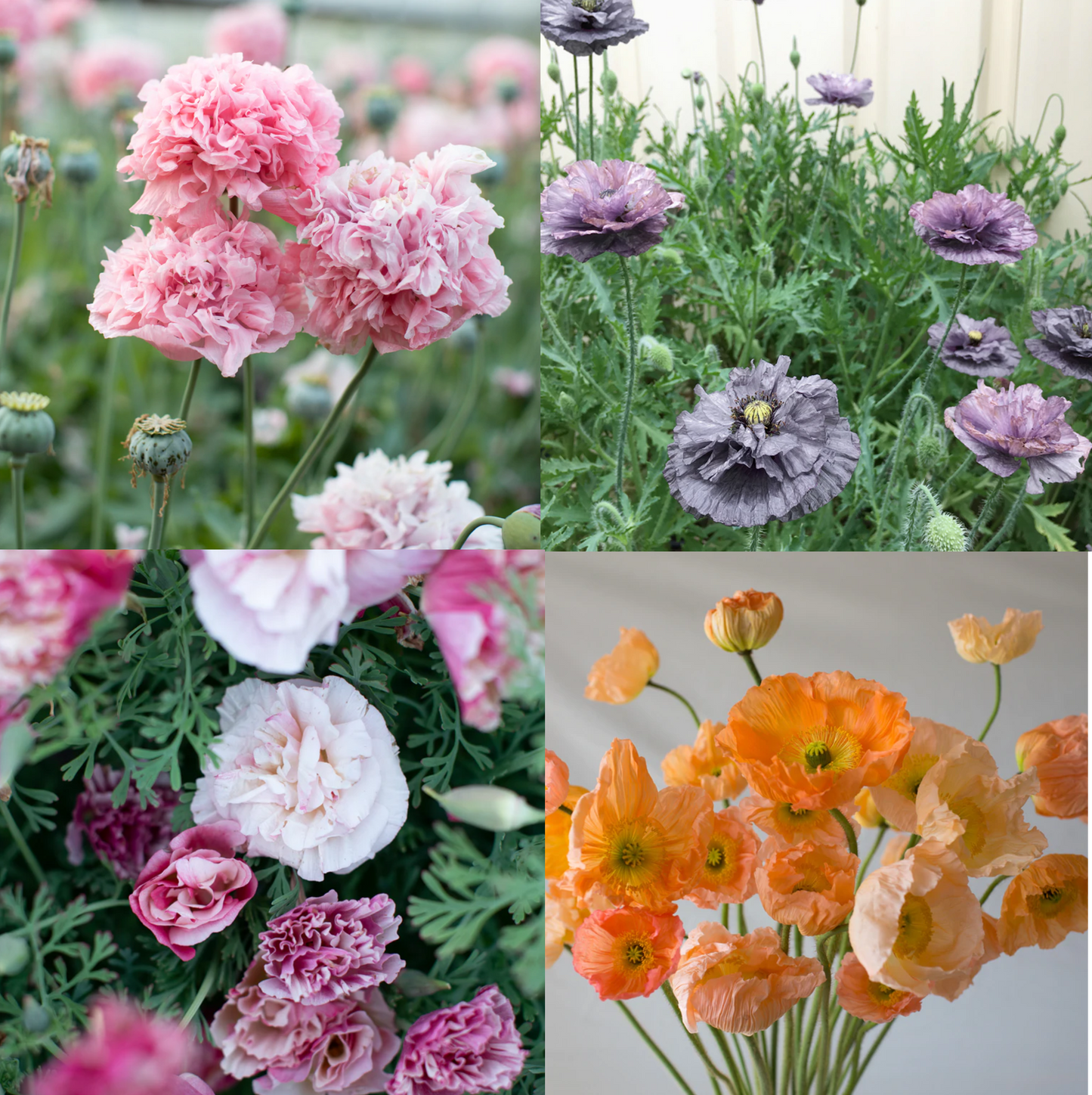 Poppy Parade - Poppy Lovers Flower Seed Collection