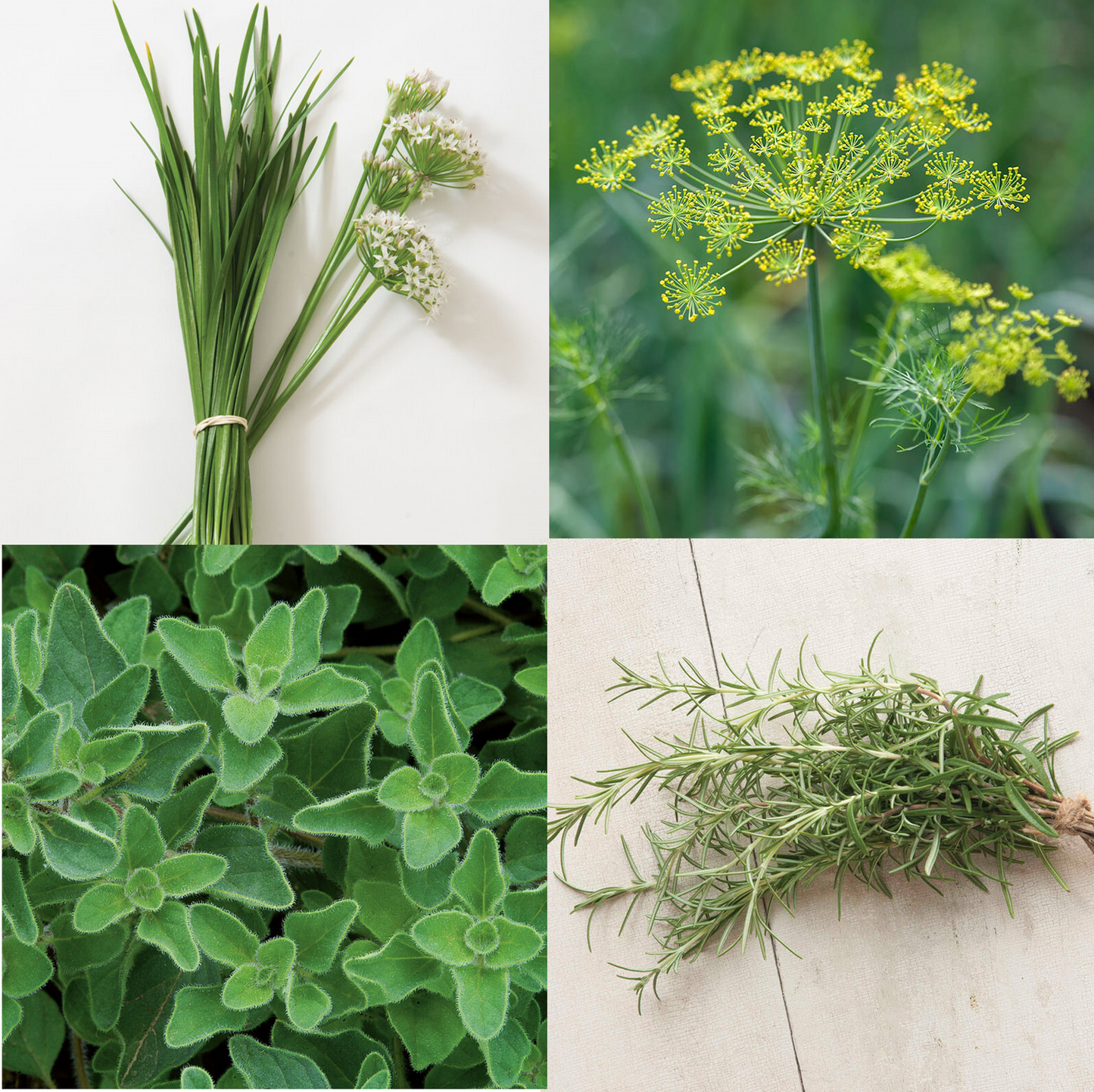 Herb Haven - Culinary Herb Seed Collection