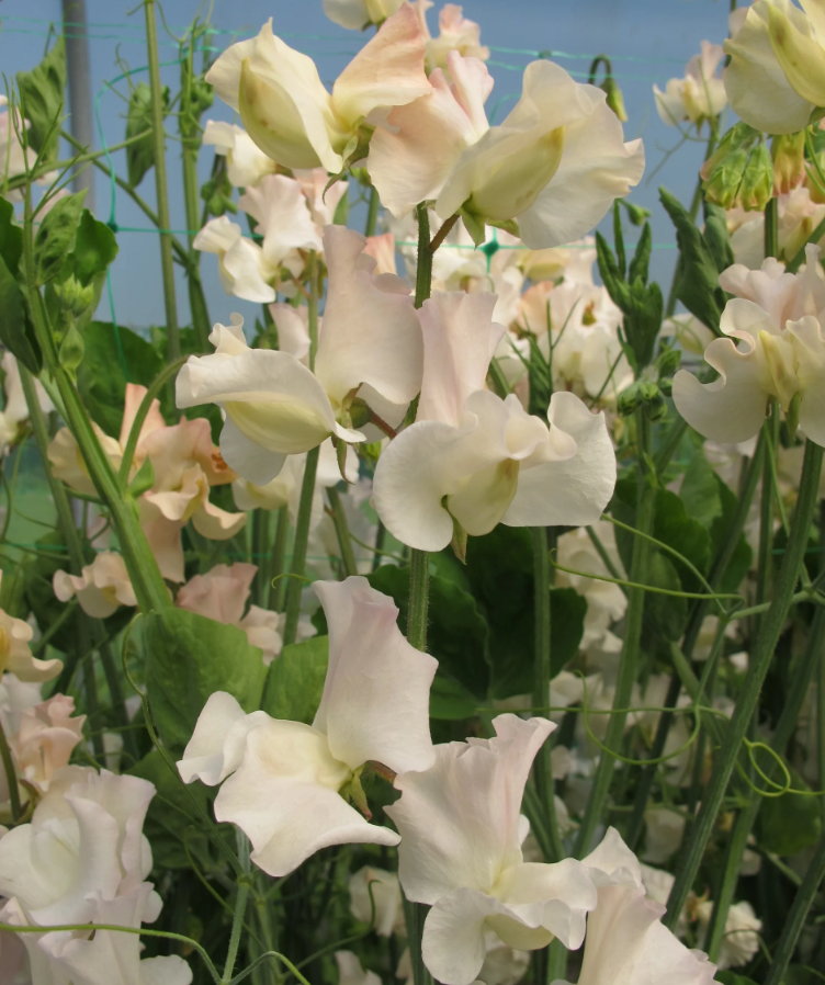 Sweet Pea 'Piggy Sue'