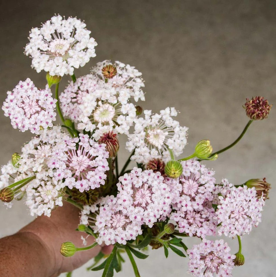 Lace Flower 'Lacy Pink & White Mix'