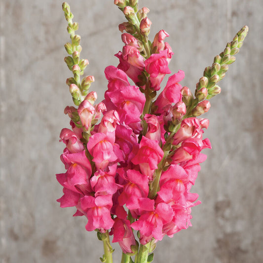 Snapdragon 'Potomac Cherry Rose'