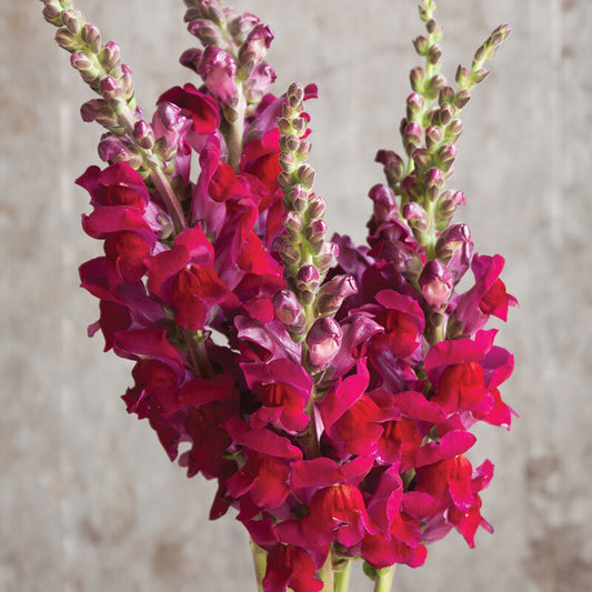 Snapdragon 'Potomac Red'
