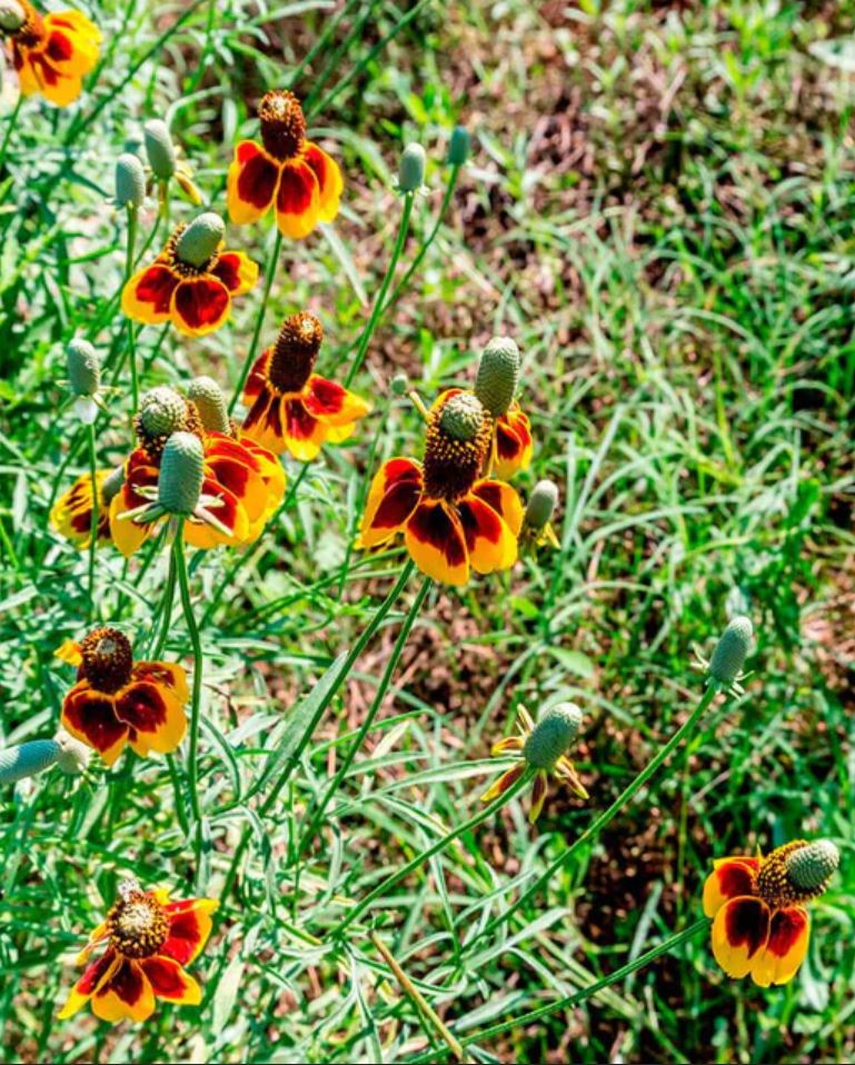 Wildflower 'Prairie Coneflower'