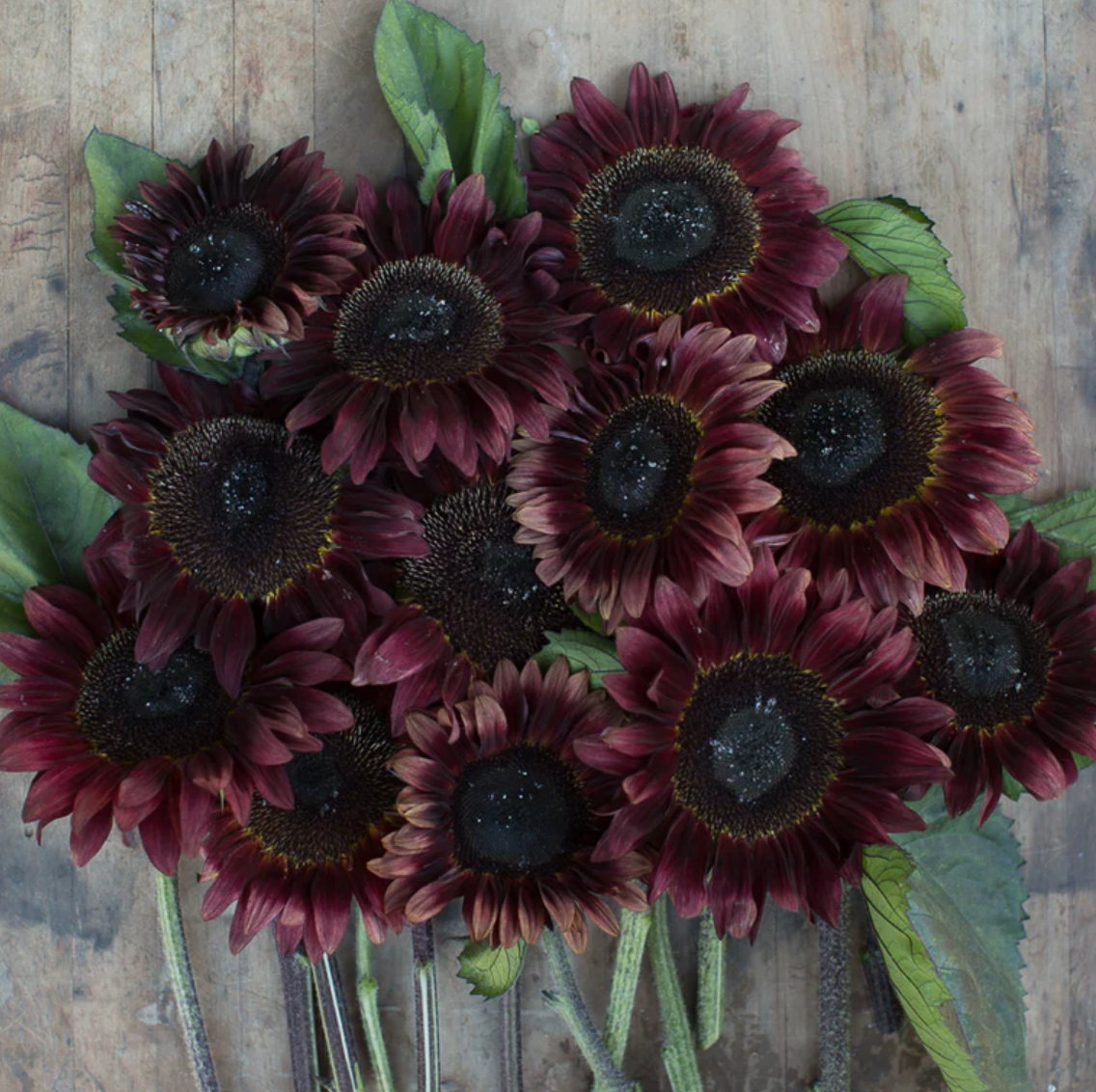 Sunflower 'Pro-Cut Red'