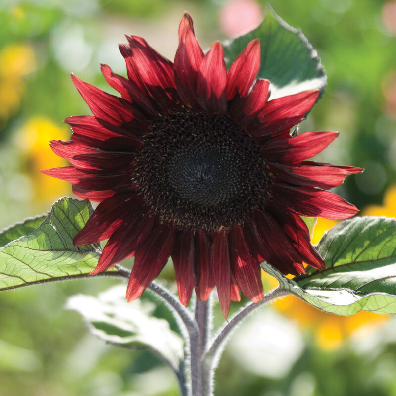 Sunflower 'Pro-Cut Red'