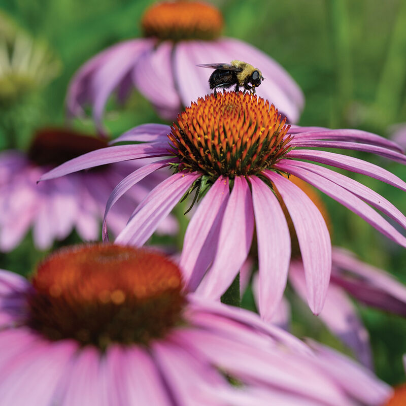 Echinacea 'Purple Coneflower'
