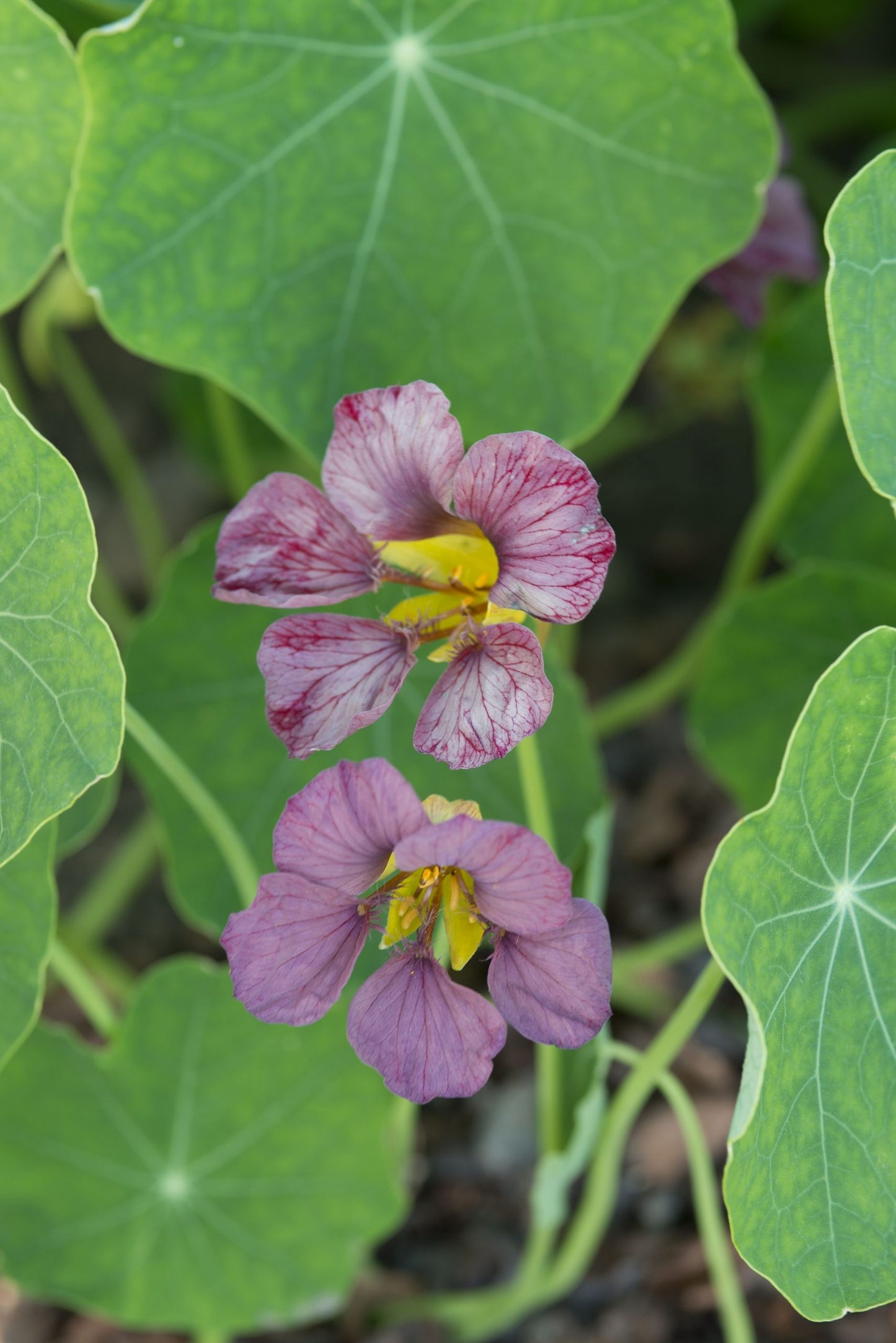 Nasturtium 'Purple Emperor'