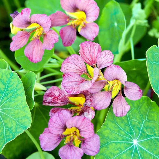 Nasturtium 'Purple Emperor'