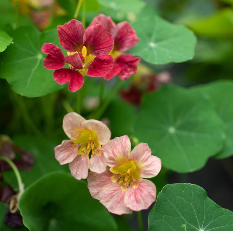 Nasturtium 'Purple Emperor'
