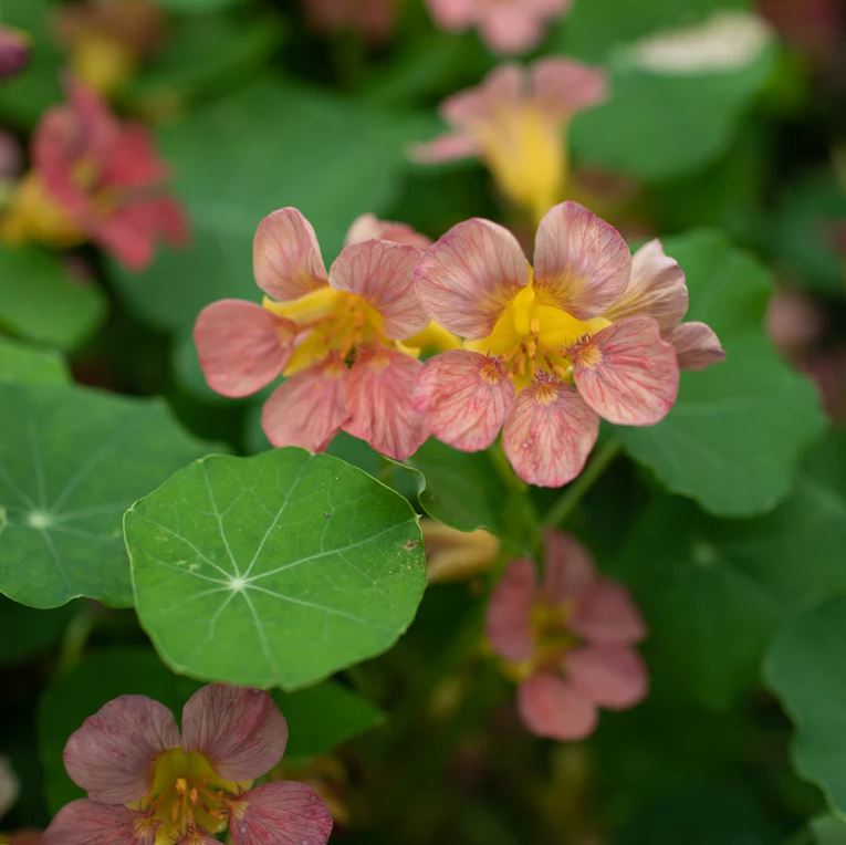 Oops - Direct Sow Flower Seed Collection
