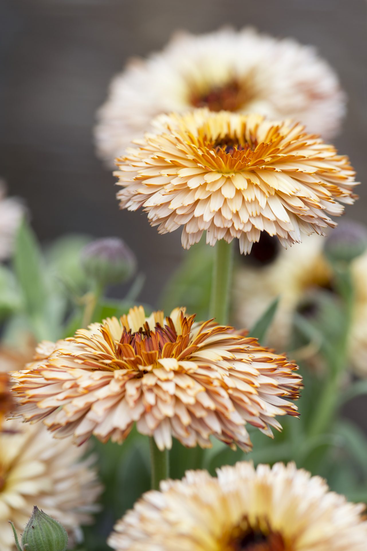 Calendula 'Pygymy Buff'