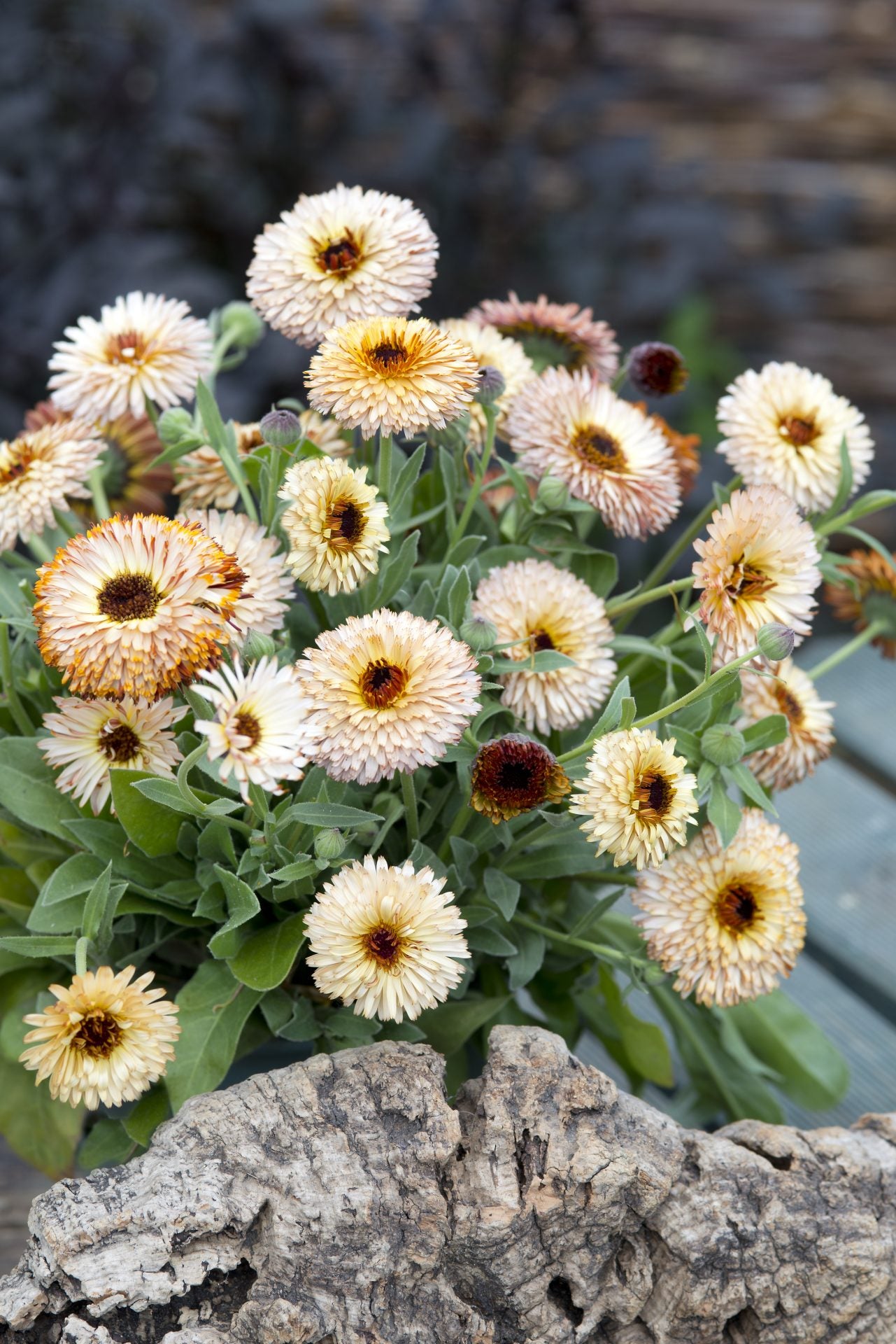 Calendula 'Pygymy Buff'