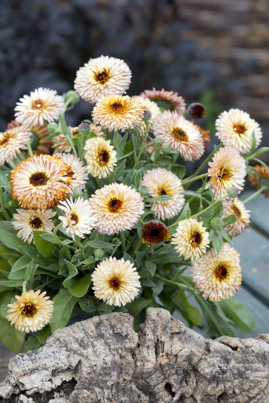 Calendula 'Pygmy Buff'