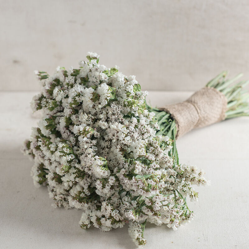 Statice 'Seeker White'