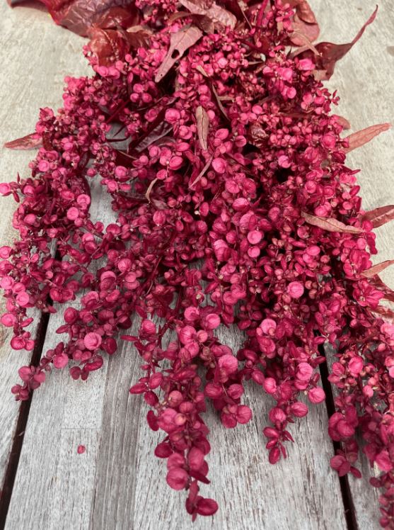Atriplex 'Red Plume'