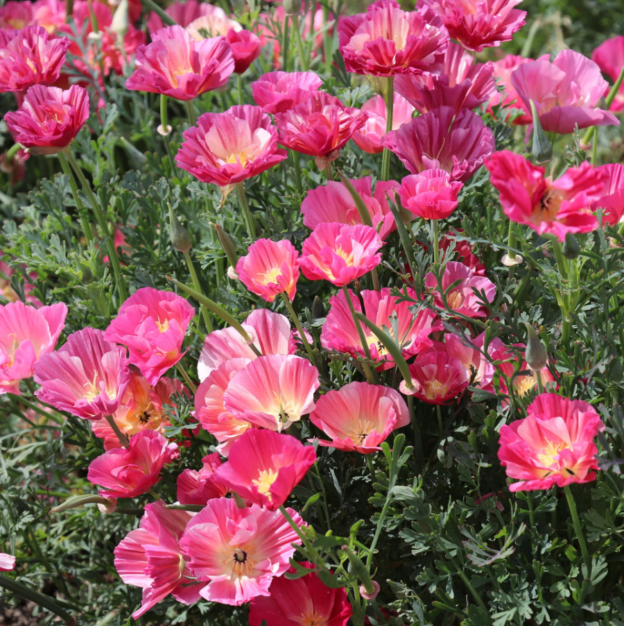 Poppy 'Thai Silk Rose Chiffon'