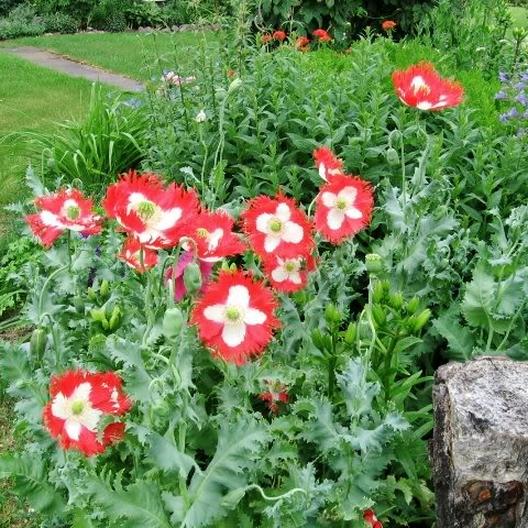 Poppy 'Beautiful Mess'