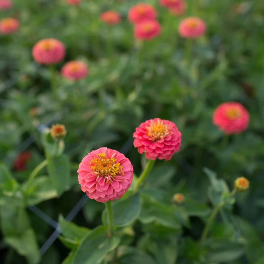 Zinnia 'Lilliput Salmon'