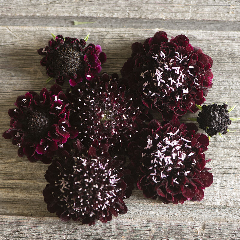 Scabiosa 'Dark Knight'