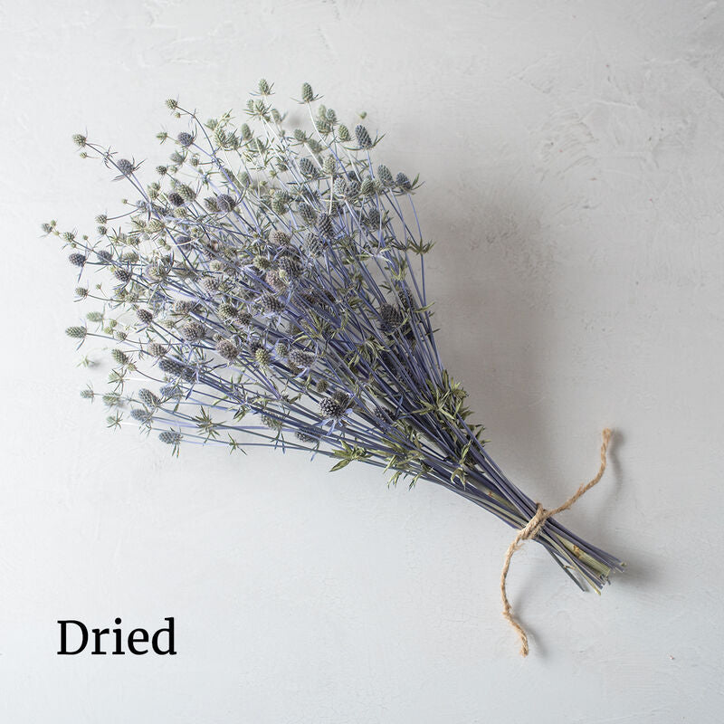 Sea Holly 'Blue Glitter'