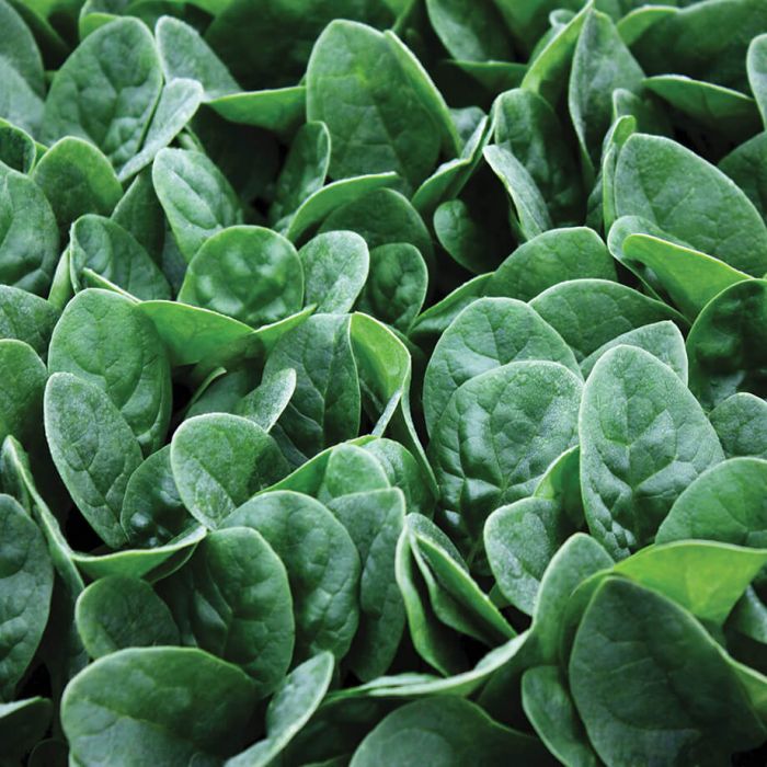 Spinach 'Seaside'