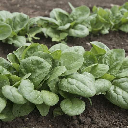 Spinach 'Seaside'